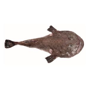 Imagem de TAMBORIL MEDIO + 3 Kgs  RCH F03