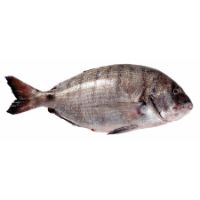 Imagem de SARGO SELVAGEM KG F02