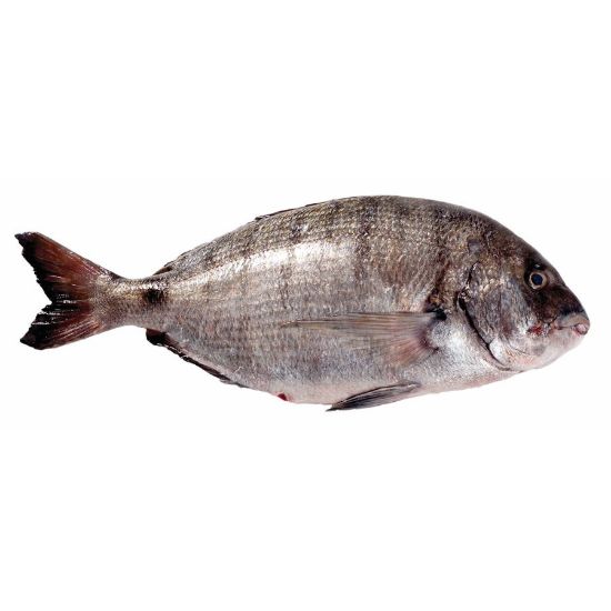 Imagem de SARGO SELVAGEM KG F02