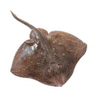 Imagem de RAIA CX 2 UNIDADES F03