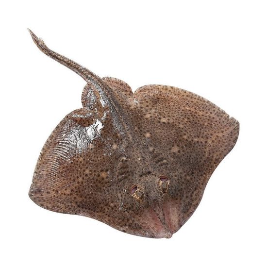 Imagem de RAIA CX 2 UNIDADES F03