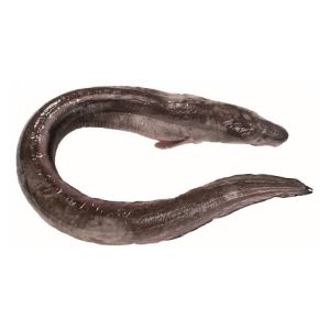 Imagem de SAFIO CX 2 UNIDADES F03