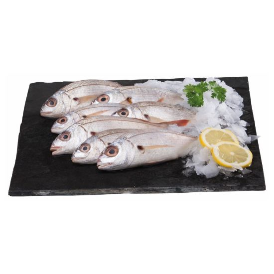 Imagem de BESUGO KG F03