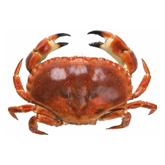 Imagem de SAPATEIRA GRANDE 600+ RCH