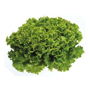 Imagem de Alface Frisada