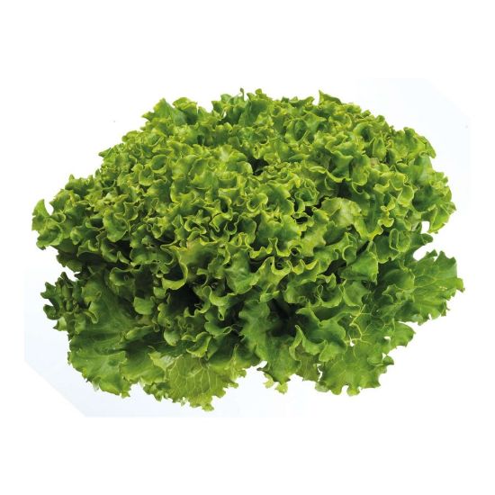 Imagem de Alface Frisada