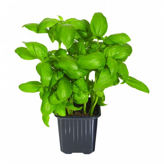 Imagem de Manjericão Vaso