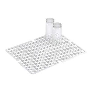 Imagem de BEAUCARNEA (NOLINA) CCX