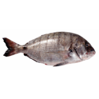 Imagem para a categoria Peixaria