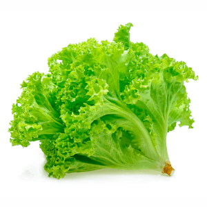 Imagem de ALFACE CHICORIA RCH