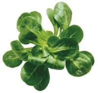 Imagem de CANÓNIGOS BARQUETA 100G