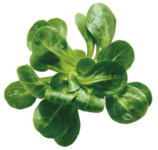 Imagem de CANÓNIGOS BARQUETA 100G