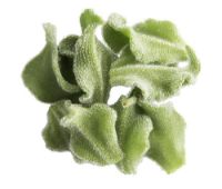 Imagem de FICOIDE 40G RCH