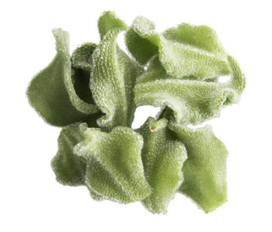 Imagem de FICOIDE 40G RCH