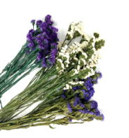 Imagem de FLORETINI VERDE RCH