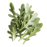 Imagem de INULA 30G RCH