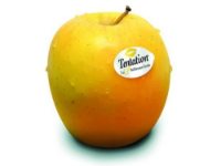 Imagem de MAÇÃ TENTATION CCX