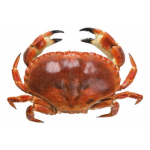 Imagem para a categoria Mariscos e Moluscos