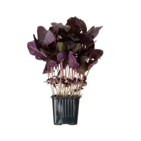 Imagem de Manjericão Roxo Vaso