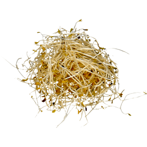 Imagem de Rebento de Alfafa 150 G