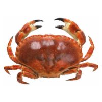 Imagem de Sapateira Cozida Errigal Bay +800 CongUn Un