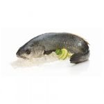 Imagem para a categoria Corvina